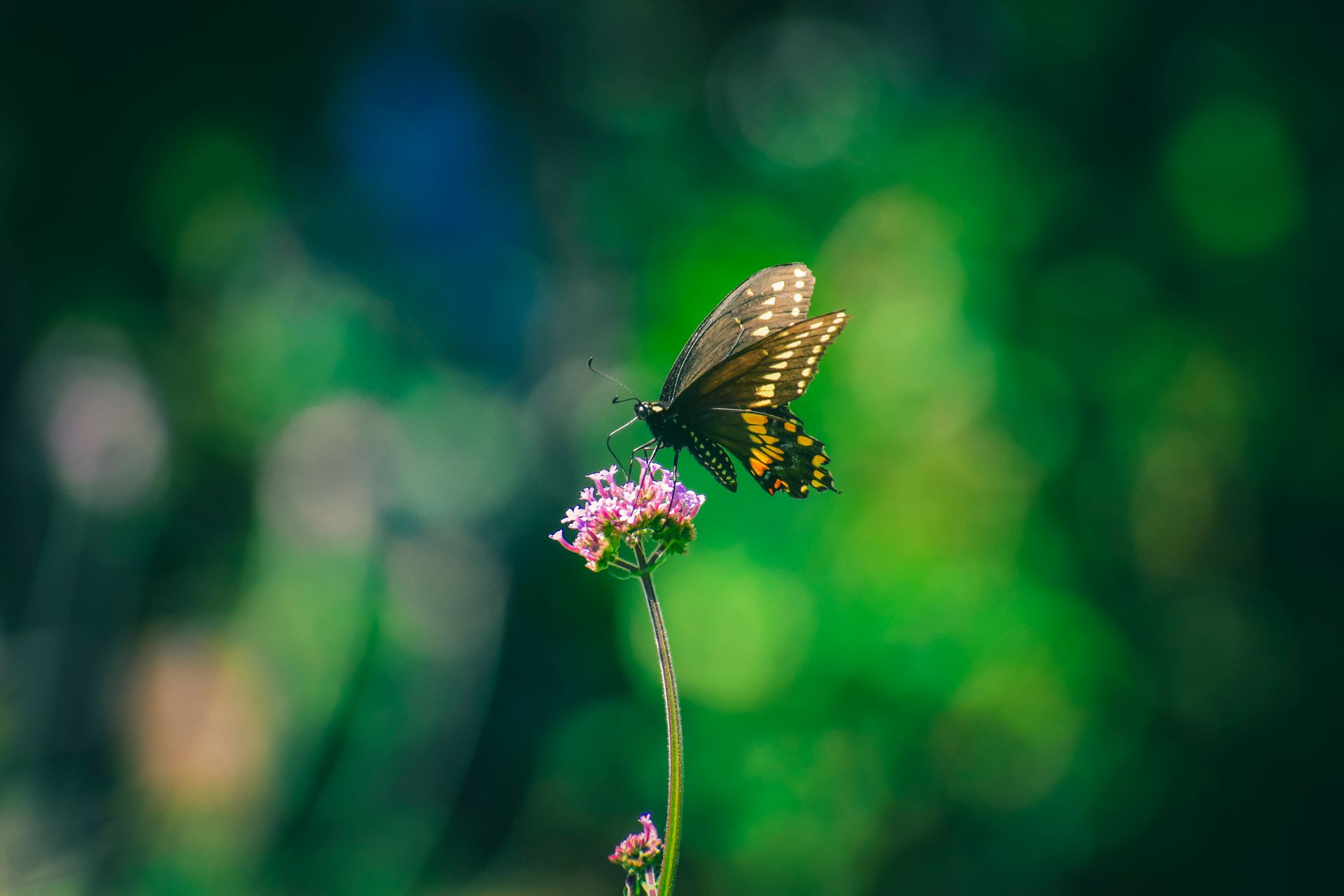 Butterfly sipping nectar from fragrant purple flower