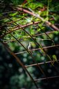 Cute small hummingbird sitting on arched decoration in verdant lush garden on sunny summer weather