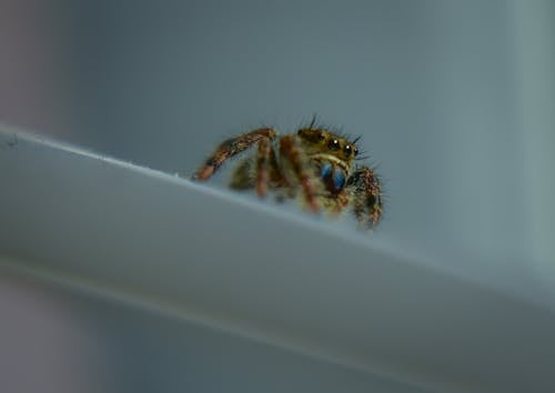 Spider crawling on white surface against gray wall