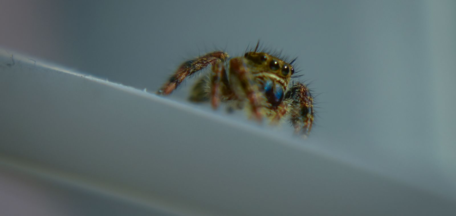 Small spider on a white surface
