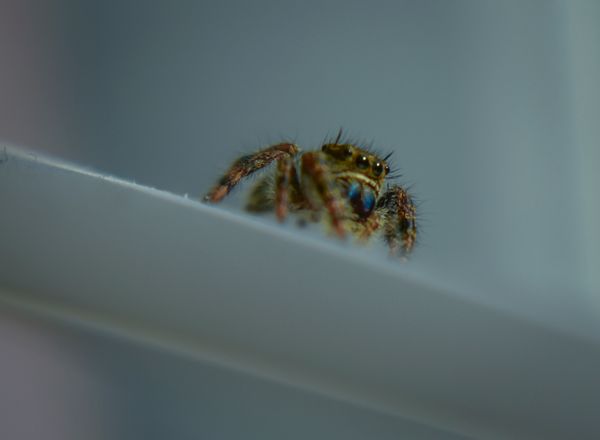Small spider on a white surface