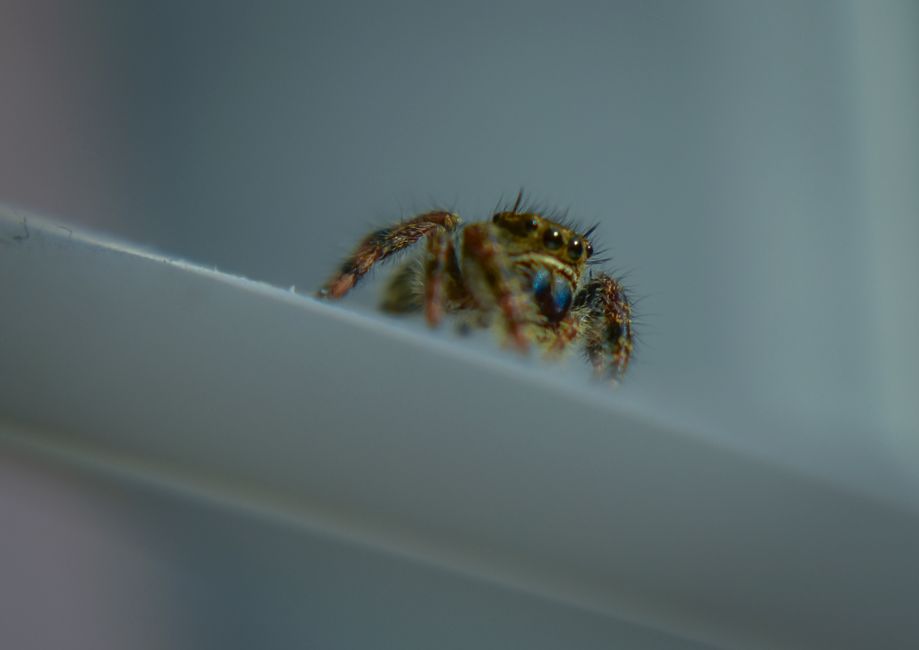 how to keep spiders out of the house