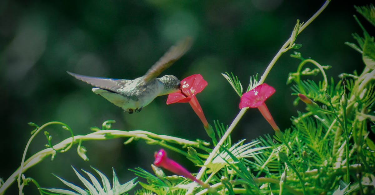 How to make hummingbird nectar YouTube