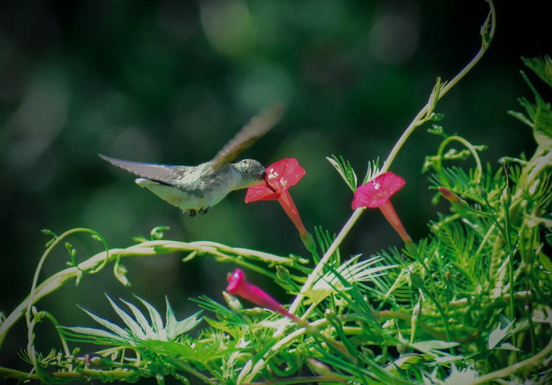 Full length tiny adorable hummingbird hovering near beautiful pink morning glory flower and sipping nectar in wild nature