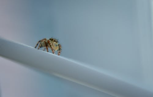 From below of heavy bodied jumper spider crawling on white surface in daylight
