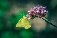 Phoebis sennae butterfly pollinating Verbena bonariensis flower