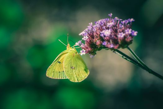 Phoebis sennae butterfly pollinating Verbena bonariensis flower