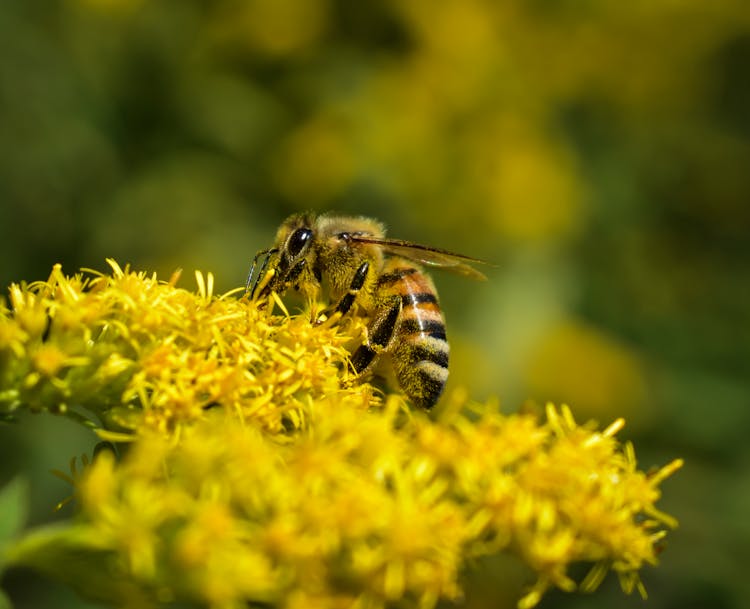 Apis Mellifera Bee Collecting Pollen On Yellow Flower