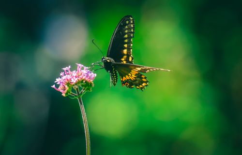 Free Side view of adorable black swallowtail butterfly pollinating fragrant gentle pink tall verbena flower against green background Stock Photo