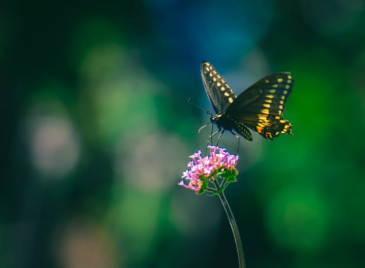 Black Swallowtail Butterfly On Blooming Tall Verbena Flower