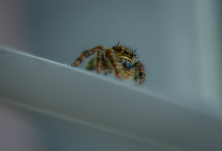 Wild Hyllus Semicupreus Spider Crawling On White Flower