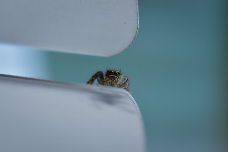 Heavy Bodied Jumper Spider On White Petal