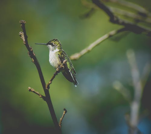 Side view of cute ruby throated hummingbird with long beak and green wings sitting on tree branch in forest