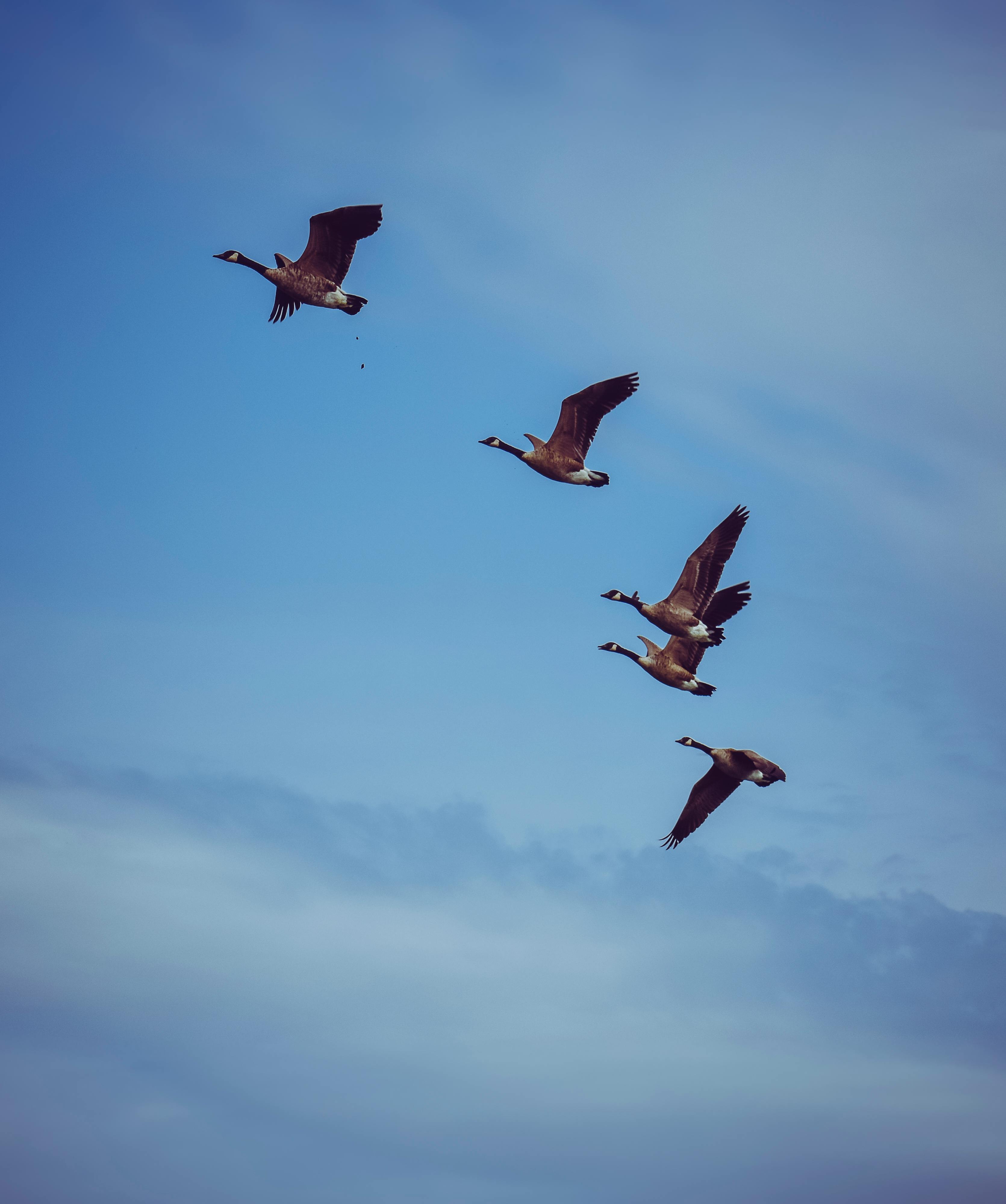 Different Angles of the Goose Feathers Collection Stock Image