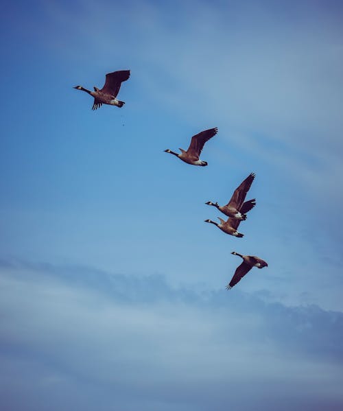 Flock of migrating geese flying in blue sky