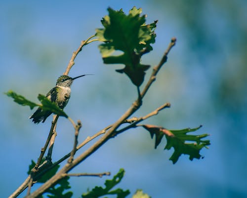Free From below of small ruby throated hummingbird sitting on tree branch with green leaves against blue sky Stock Photo