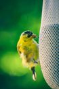 Cute yellow Eurasian siskin sitting on sock feeder hanging in green garden and pecking seed