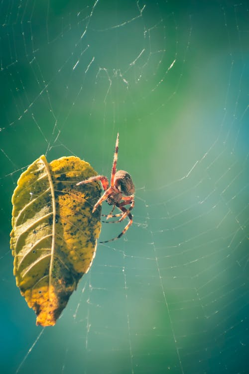 Yellow leaf entangled in web of Araneus diadematus spider