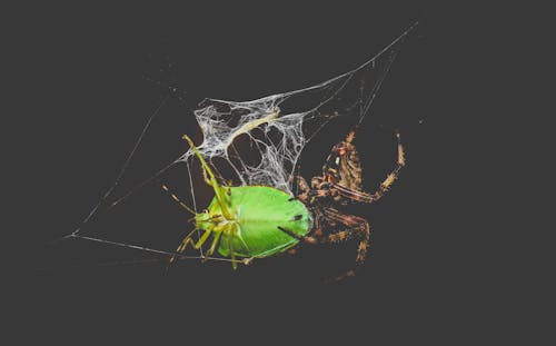 Araneus diadematus spider and Chinavia hilaris bug in web