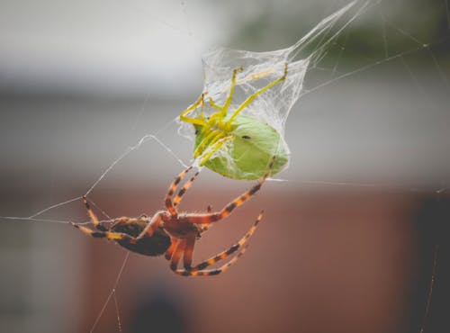 Closeup of hairy Araneus diadematus spider feeding with green soldier bug trapped in cobweb in sunlight