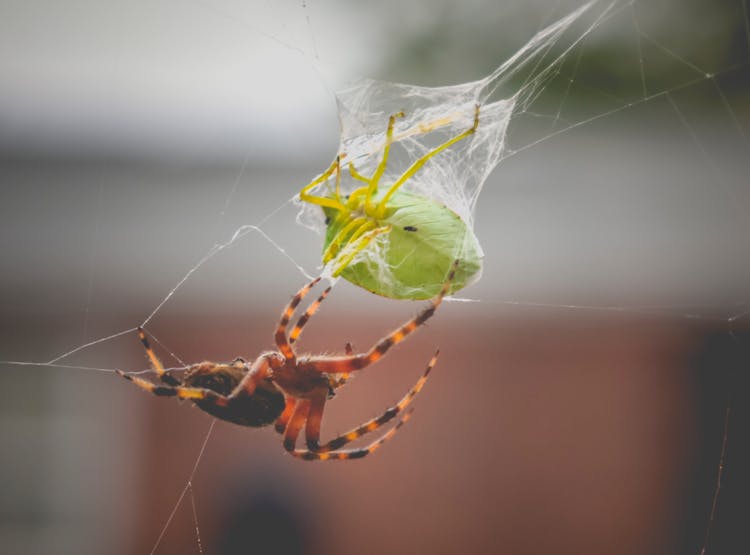 Spooky Diadem Spider And Green Stink Bug In Cobweb