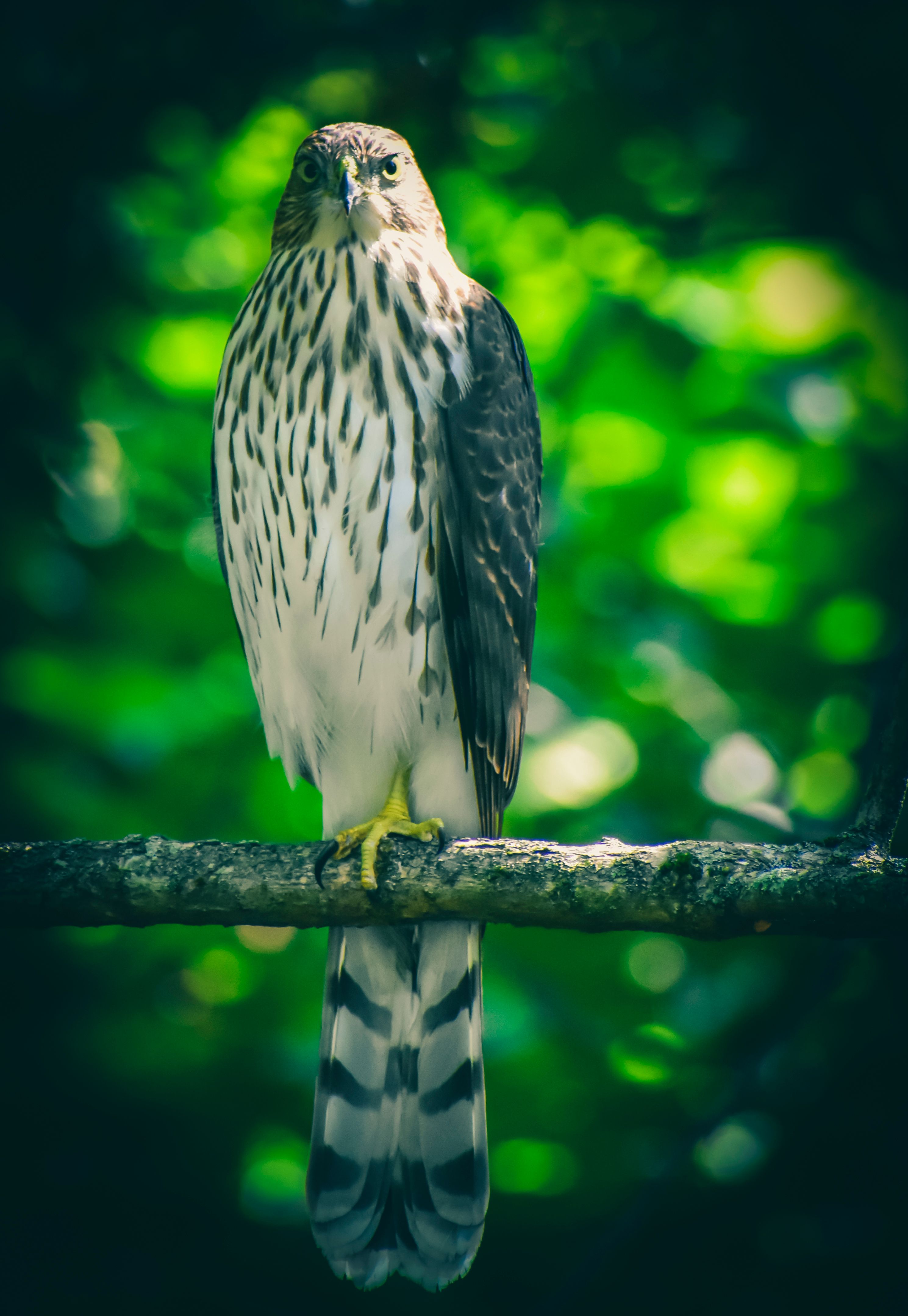 Hawk sitting on tree branch in green forest in sunlight · Free Stock Photo