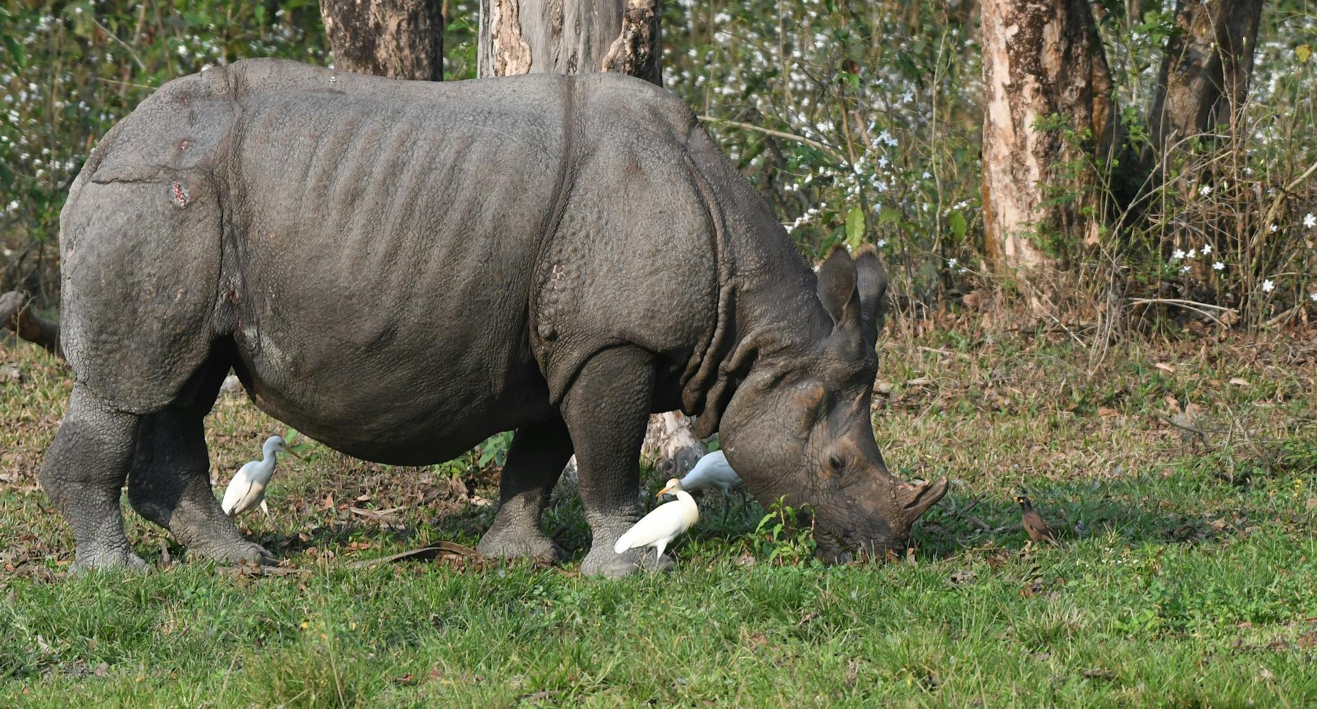 A majestic rhino grazes surrounded by egrets in a serene wildlife reserve setting.