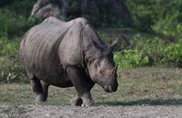 Brown Rhinoceros on Brown Soil