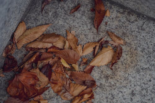 Free stock photo of autumn leaf, deciduous, desolation