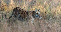 Brown and Black Tiger on Brown Grass Field
