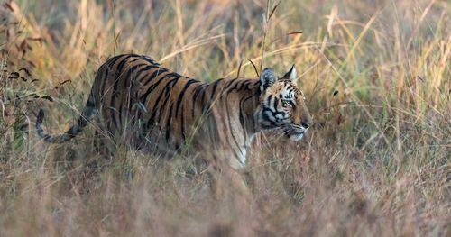 Free Bengal tiger prowling through tall grass in Chandrapur, India, showcasing its natural habitat. Stock Photo