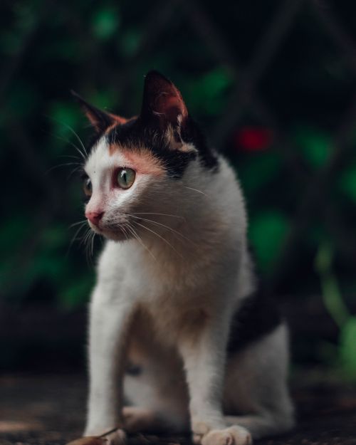 Free Attentive cat with spotted fur looking away while sitting on ground in park with blurred background in daylight in nature Stock Photo