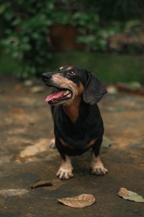 Free Adorable dachshund standing in garden Stock Photo
