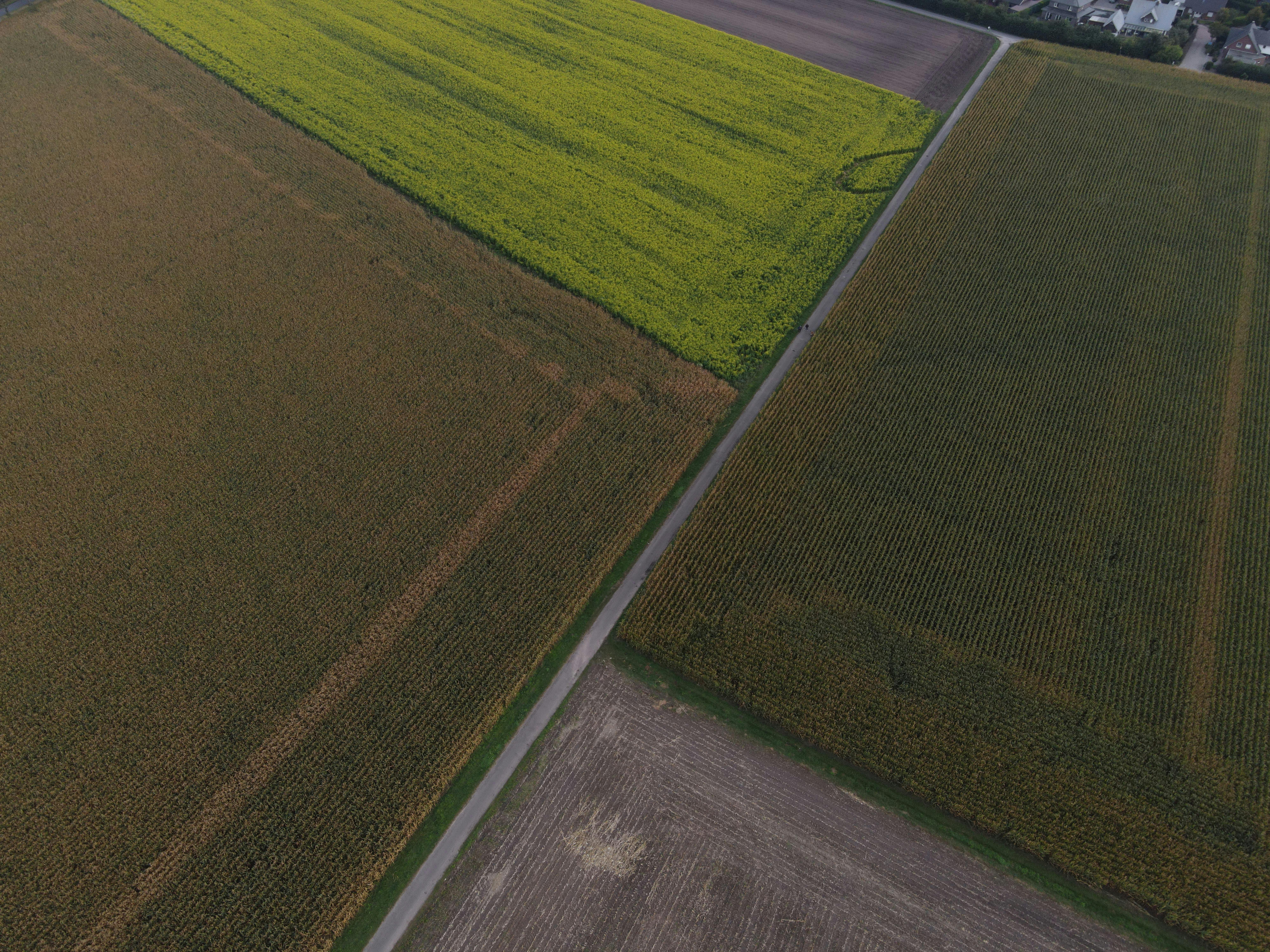 Cięcie drzew owocowych wiosną — co zrobić jako pierwsze i czego nie odpuszczać