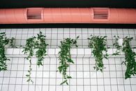 室内场景里，绿色植物与瓷砖墙壁和粉红色通风管搭配得相得益彰