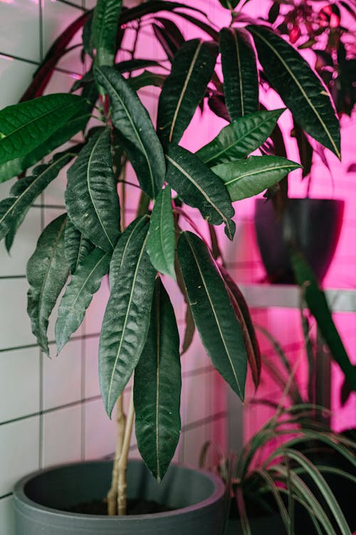 Green Leafy Plant in a Pot Beside a Tiled Wall