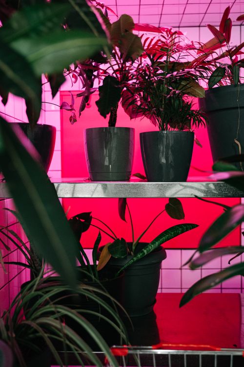 Free Stylish indoor plants in pots with a vibrant pink backlight, adding elegance and color to home decor. Stock Photo