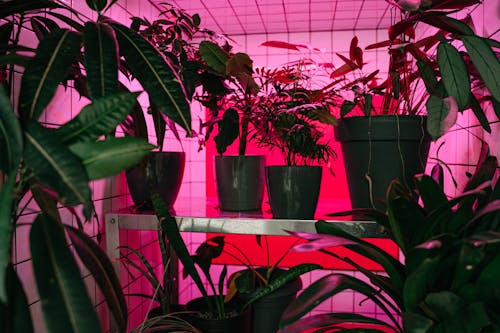 Безкоштовне стокове фото на тему «всередині, горщики, догляд за рослинами»