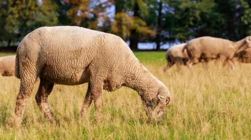 Free Peaceful scene of sheep grazing in a sunlit field, showcasing rural tranquility. Stock Photo