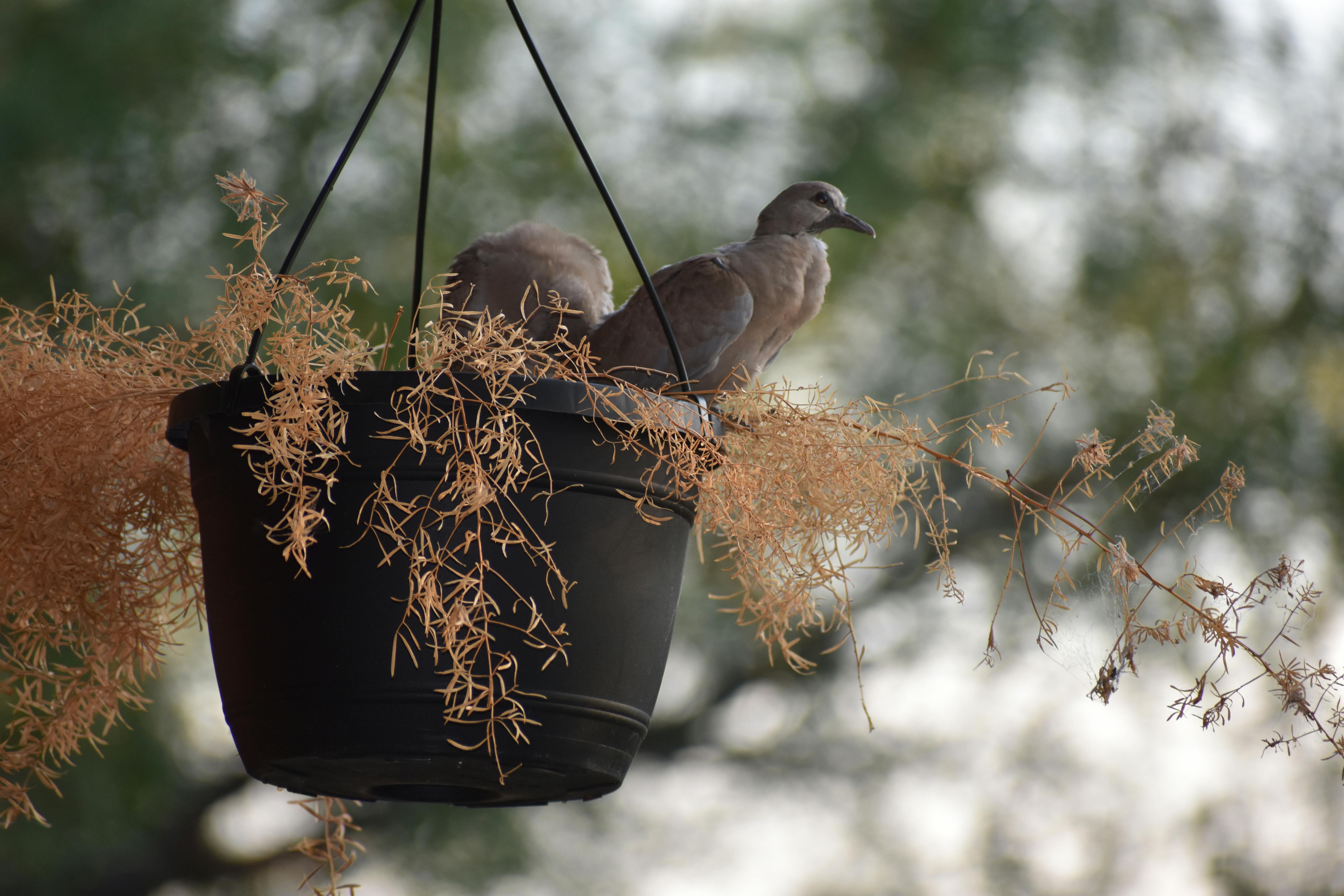 Free stock photo of baby birds, dove, hatch