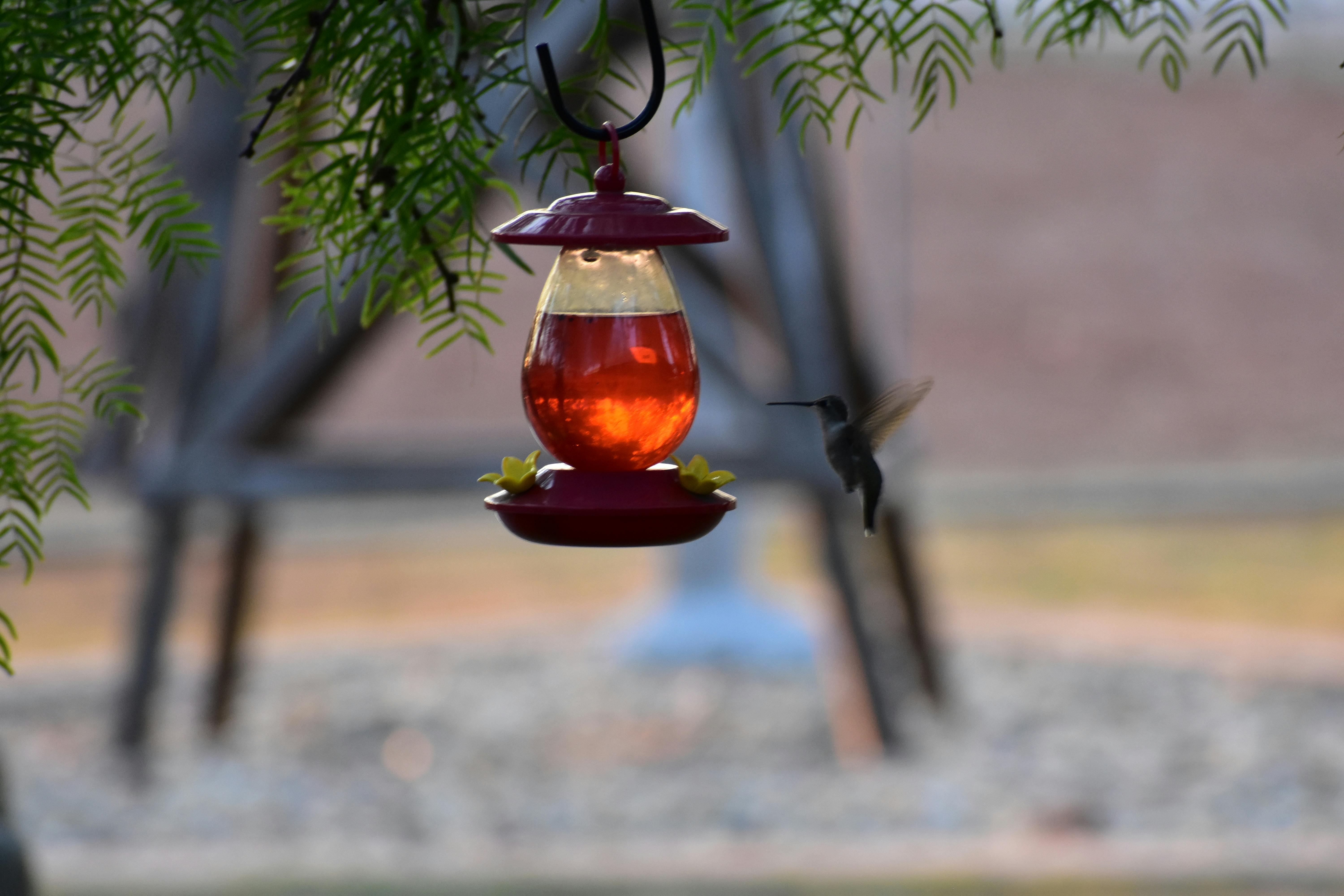 Free stock photo of bird feeder, hummingbird, summer