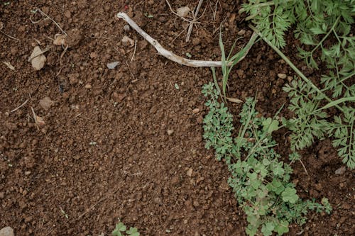 Free stock photo of dirt, garden, grass