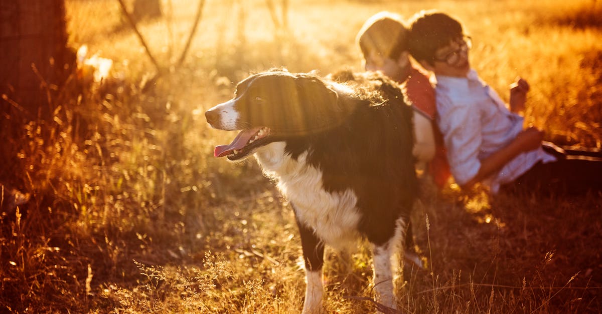 Why do dogs sneeze when play fighting