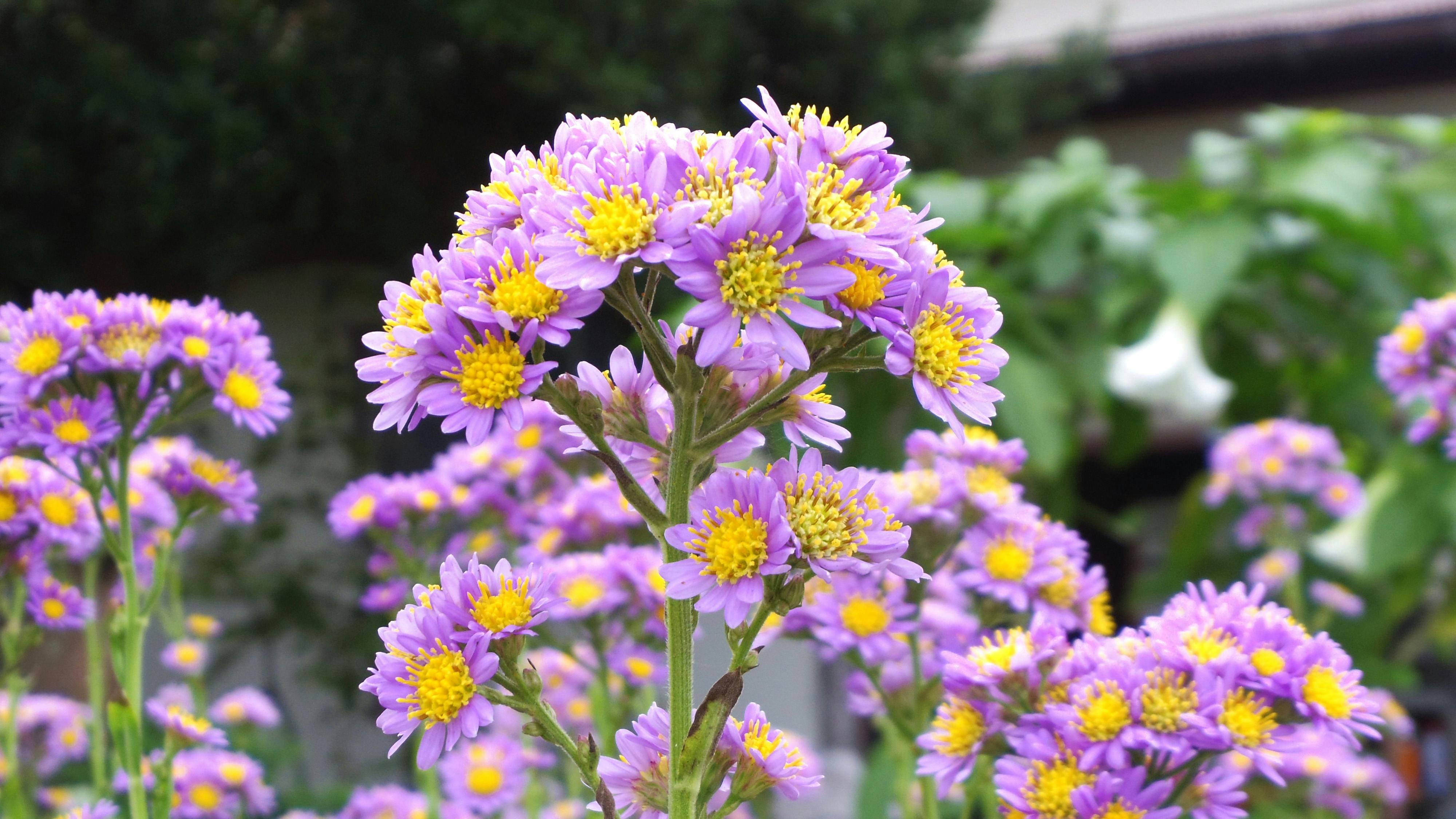 Free stock photo of flower