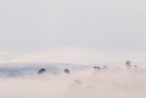 Bezpłatne Zdjęcia Lotnicze Drzew Pokrytych Mgłą Zdjęcie z galerii