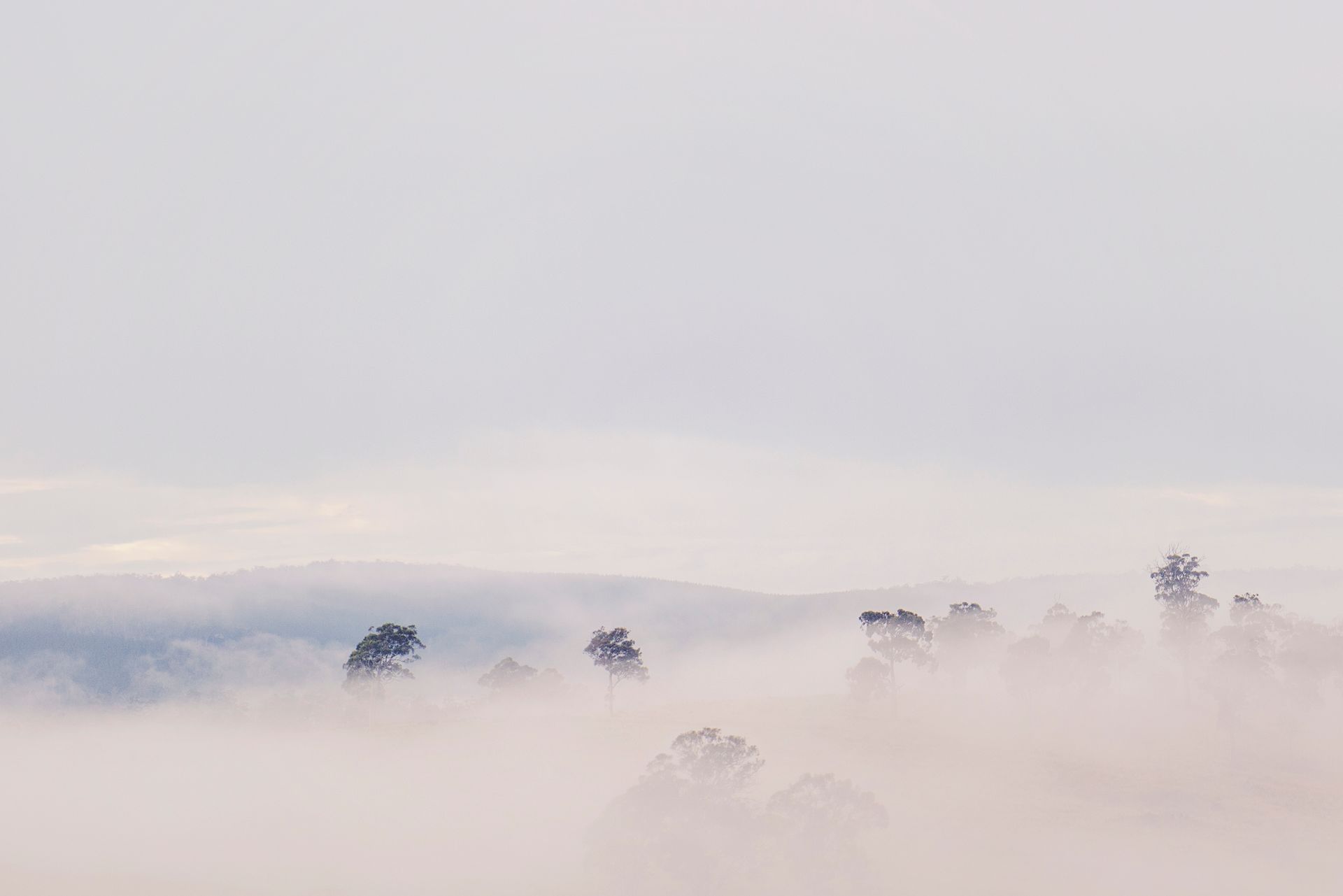 A tranquil view of tree tops emerging through a gentle mist in a foggy landscape.