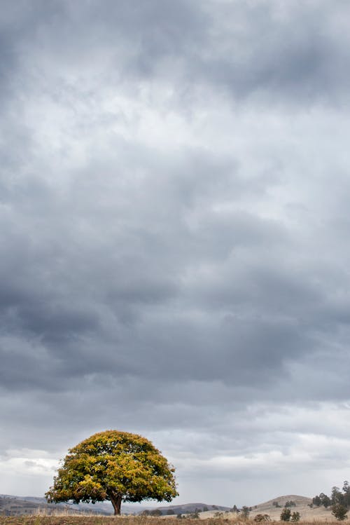 бесплатная Зеленый лист дерева под пасмурным небом Стоковое фото