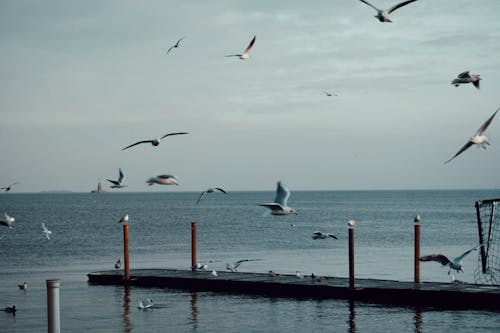 Free Flock of Birds Flying Above Dock and Sea Stock Photo