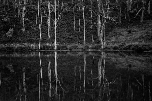Grayscale Photo of Trees and Body of Water