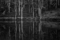 Grayscale Photo of Trees and Body of Water